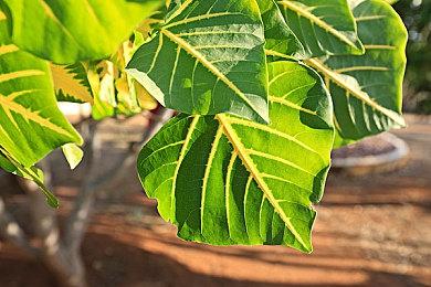 《怪物猎人：荒野》和《怪物猎人：NOW》宣布合作 新怪兽加入